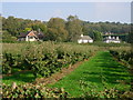 A Pear Orchard near Stone Street - Kent