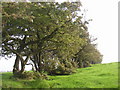 Hedge off Lindley Moor Road, Lindley