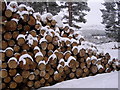 Felled trees in School Woods Farr