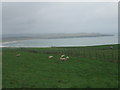 sheep grazing, Sandend Farm