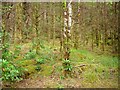 V8956 : Glengarriff Forest by Richard Webb