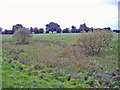 Warmingham: view north from footpath west of village