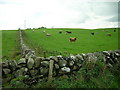 Field of Cattle Near Killymingan