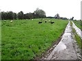 Sheep at Kiltyclogher