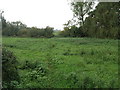 Footpath and Willow