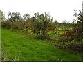 Fruit trees at Whitehill