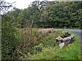 Roadside verge and bridge parapet