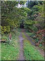 Woodland track near Cloncaird Castle