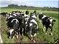 Cattle near Garrier Burn by A735