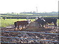 SK7483 : Cows in the Field overlooking Clarborough by Diana Staniland