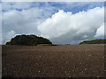 Farmland and copse, Mildenhall Warren