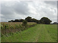 SU2273 : Farmland and copse, Mildenhall Warren by Andrew Smith
