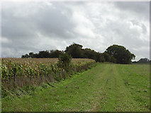 SU2273 : Farmland and copse, Mildenhall Warren by Andrew Smith