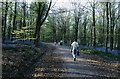 Path through West Woods