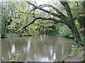 Lake in Clyne Valley Country Park