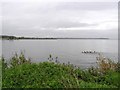 Ducks on Lough Neagh