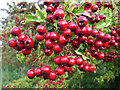 SU2078 : Hawthorn berries by Andrew Smith