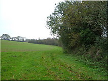 SX5358 : Field at the edge of Boringdon Park Wood by Derek Harper