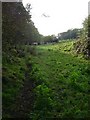 Cows on disused railway line