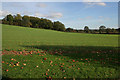 Hillside Plantation, near Sudbrook