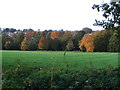 Autumn colour at Allesley Park