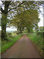 Avenue of Trees