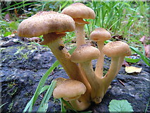 SX7962 : Fungus in Dartington Hall Gardens by Derek Harper