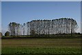 Poplars near Isleham