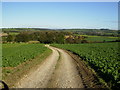 Track to Stocking Hall near Crayke