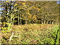 Woodland with autumnal flavour near Brandsby