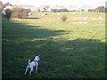 Donisthorpe - cows in field behind Ramscliffe Avenue