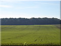 Farmland south of Lower Farm, towards Maldry Wood