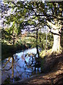 River Wey near Hankley Farm