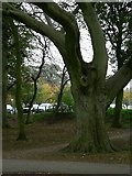 SE2337 : Beech Tree, Horsforth Hall Park by Rich Tea