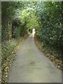 Sunken lane near Pentre Bach, Nercwys