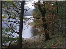 NY1716 : Burtness Wood beside Buttermere. by Steve Partridge
