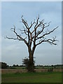 TM0362 : Dead Tree by Keith Evans