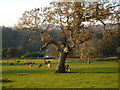 Cattle in Blachford Park