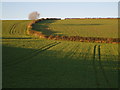 Tramlines in fields near Ashford