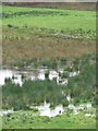 Flooded field