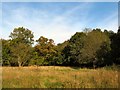 Clearing in Danemead Nature Reserve