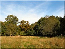 TL3407 : Clearing in Danemead Nature Reserve by Steve Bayley
