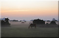 SU2511 : Ponies in the mist on Ocknell Plain, New Forest by Peter Facey