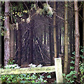 Part of Binton Wood at a car park on the Seale Road