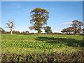 Field near West Tanfield