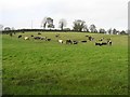 Drumagullion Townland