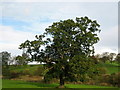 A Grand Old Oak