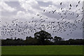 Gulls Rising near Wardle