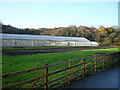 Greenhouses at Corramill Nursery