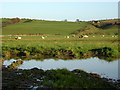 Field of Sheep Near Dillarburn